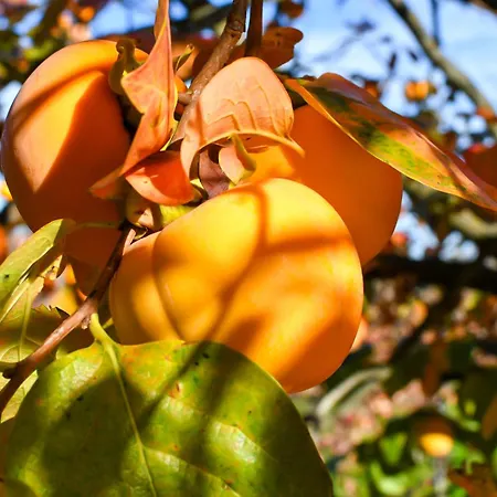 דירה Piramida Kras *