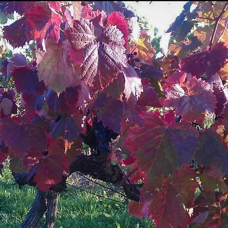 דירה Piramida Kras Komen