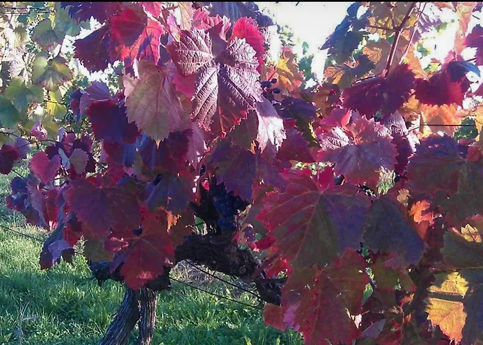 公寓 Piramida Kras Komen